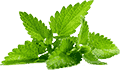 在线短信轰炸软件